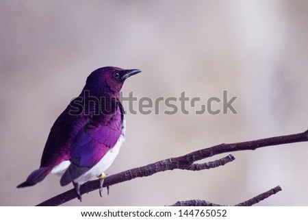 Purple Tropical Bird