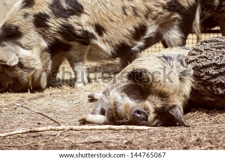 Sleeping pig in sunshine