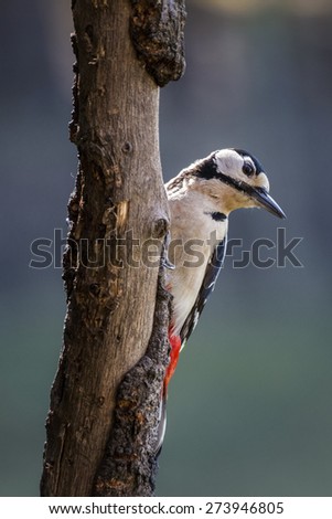 Great spotted woodpecker close-up portrait in Spring woodland