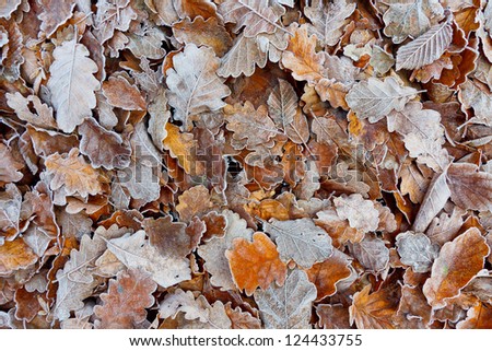 Oak Fall Foliage Covered with Hoarfrost