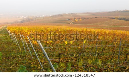 Vineyard Fall Colors in Rheinhessen, Germany.