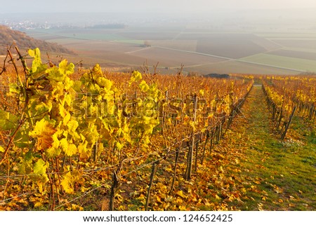 Fall Foliage in Vineyard in Rheinhessen, Germany