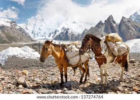 Pack Horses In The Karakorum Mountains, Pakistan