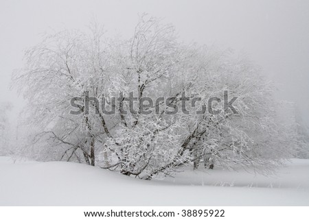 A tree is covered in deep snow after a blizzard. Dramatic contrast between the dark tree, the white snow and the grey fog.