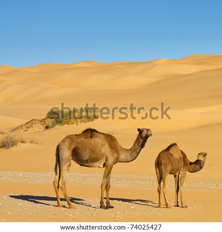 stock photo : Two Camels in the Desert - Awbari Sand Sea, Sahara Desert,