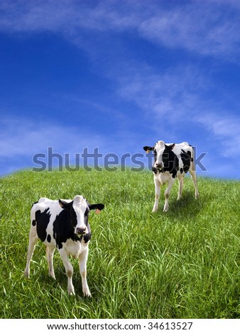 Two cows in a green field of grass