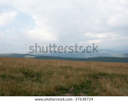 autumn mountain landscape fir tree dry yellow hay forest gold