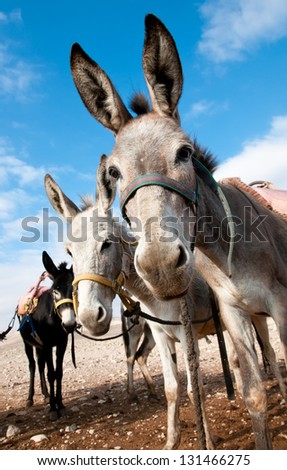 Donkeys for riding tourists, Bedouin parked in the Judean Desert.
