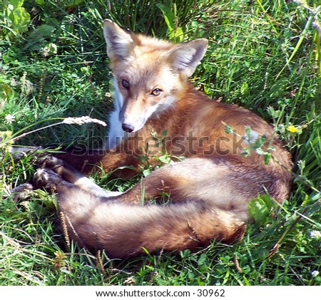 Red Fox on Tilden Golf Course