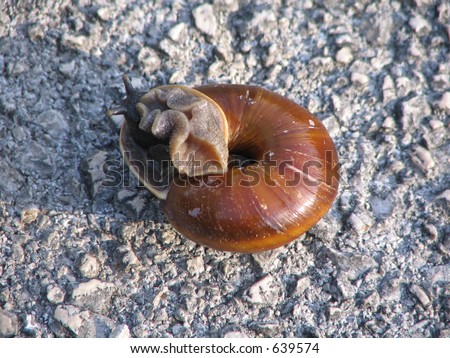 beautiful snail on the road, sunbathing in slow motion