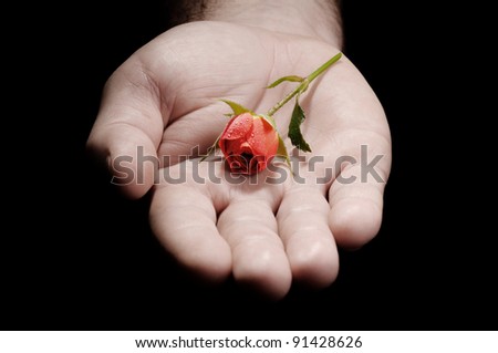 man hand giving a small fresh natural rose