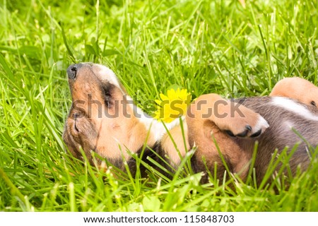 Little puppy sleeps on its back on a grass