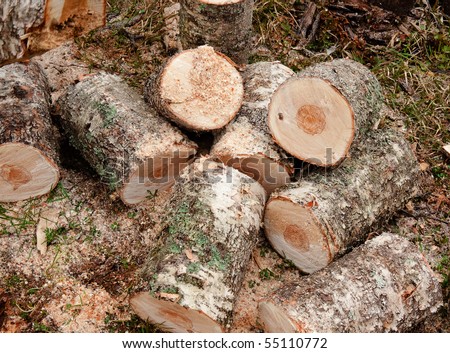 Fresh cut chopped logs on grass