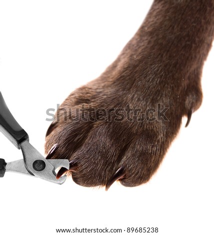 Dog\'s claw being trimmed with special scissors -  selective focus on the point of interest where scissors meet a claw