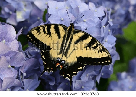 Yellow Eastern Tiger Swallowtail butterfly on blue Hydrangea