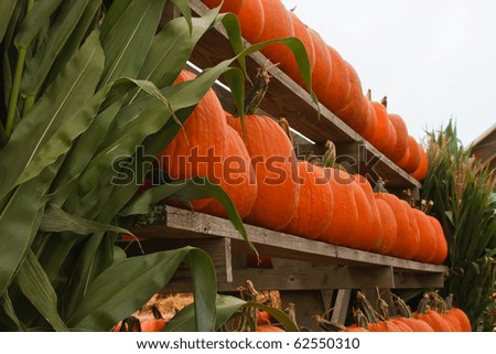 A low view looking up at rows of vibrant orange pumpkins on rustic shelves at the farm stand