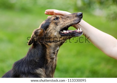 human hand patting smiling dog head.