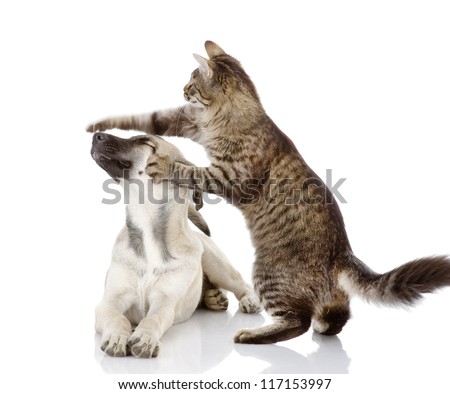 Cat Beats Dog