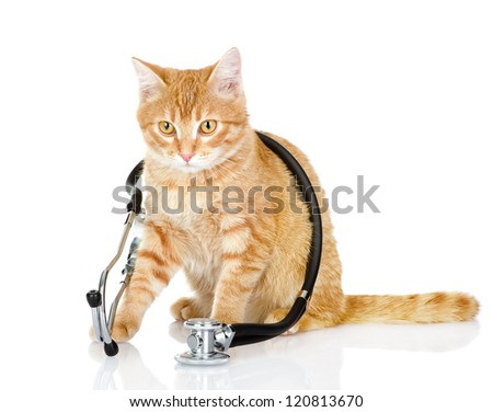 cat with a stethoscope on his neck.looking at camera isolated on white background cat with a stethoscope on his neck.looking at camera isolated on white background
