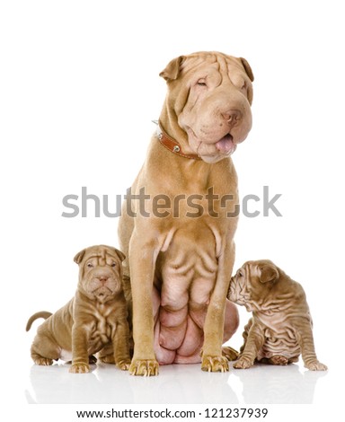 two sharpei puppies dog and and their adult mother. isolated on white background