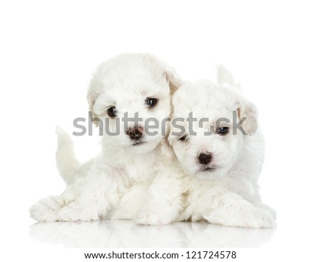 two puppies of a lap dog. isolated on white background
