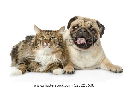 the cat lies near a dog. isolated on white background