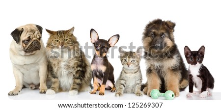Group Of Cats And Dogs In Front. Looking At Camera. Isolated On White Background