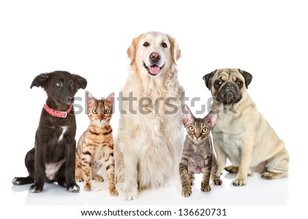 Large group of cats and dogs in front. looking at camera. isolated on white background