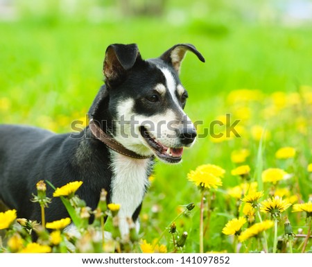 dog in flower field of yellow dandelions
