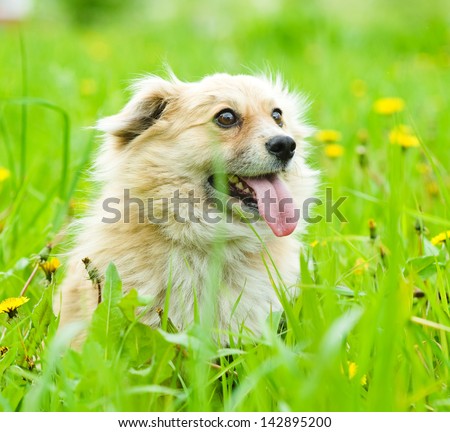 Happy mixed breed dog in flower field of yellow dandelions