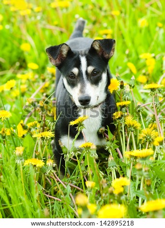 puppy in flower field of yellow dandelions