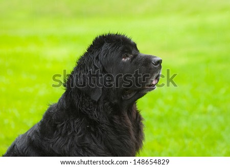 Newfoundland dog in profile