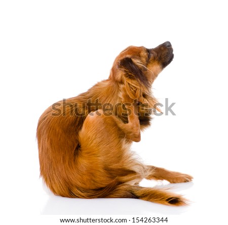 Russian toy terrier scratching isolated on white background Russian toy terrier scratching isolated on white background