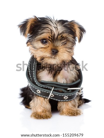 little Yorkshire Terrier  puppy wearing dog collar that is too big. isolated on white background