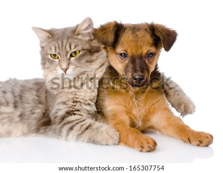 cat hugging puppy isolated on white background cat hugging puppy isolated on white background