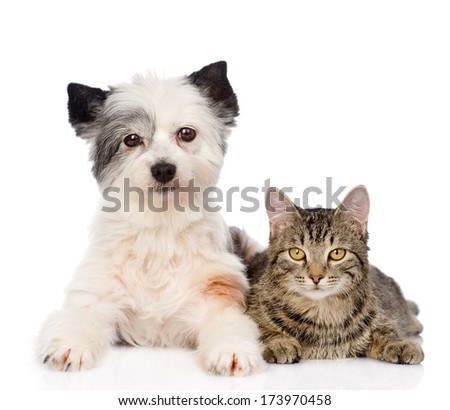 Cat With Dog Looking At Camera Together. Isolated On White Background