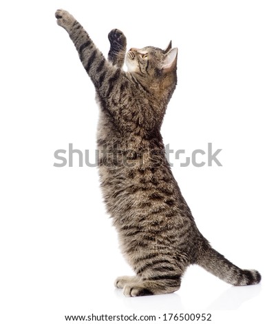 Cute tabby kitten standing on hind legs and leaping isolated on white background Cute tabby kitten standing on hind legs and leaping isolated on white background