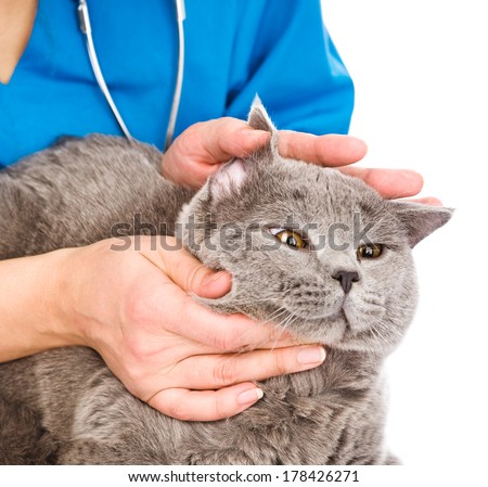 Vet examining a cat\'s ear. isolated on white background