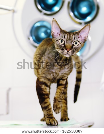 Devon rex cat in veterinary clinic