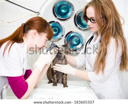 veterinarians check cat ears with an otoscope