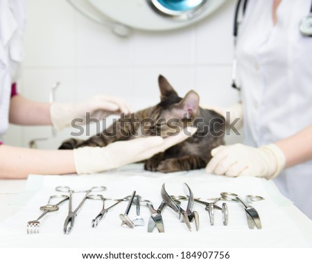 medical tools on a background of a cat, which provide health care
