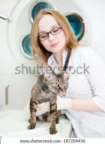 vet with cat in a doctor\'s surgery