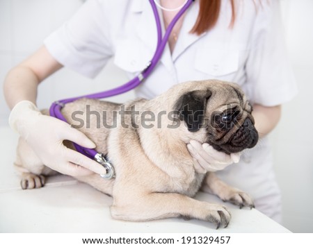 A dog at animal clinic having his heart rate taken