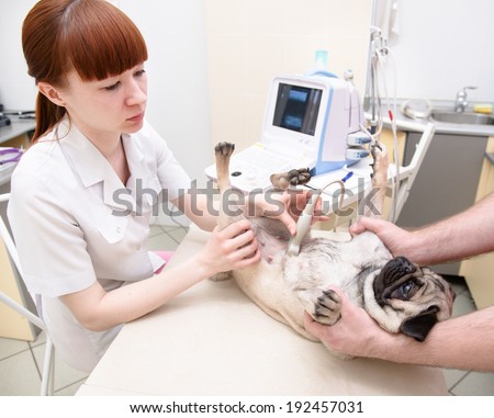 dog having ultrasound scan in vet office