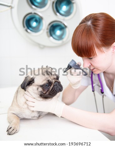 Female veterinarian examining ears of dog in clinic with an otoscope