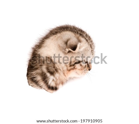 head scottish kitten in paper side torn hole. isolated on white background