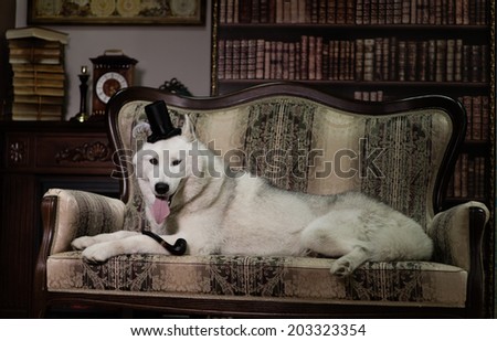 portrait husky dog with top hat and pipe on couch