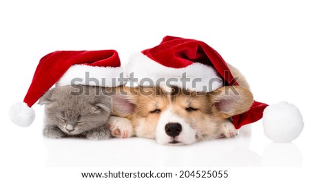 sleeping Pembroke Welsh Corgi puppy and kitten with red santa hat. isolated on white background