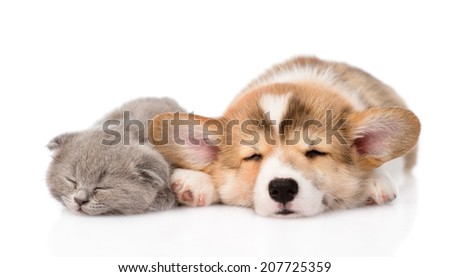 sleeping Pembroke Welsh Corgi puppy and kitten. isolated on white background