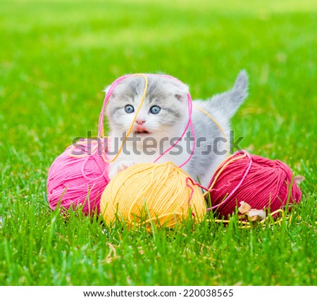 Cute kitten playing with clews of thread on green grass